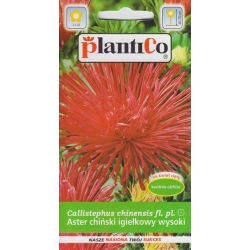 Aster-ch.karłowy-Rita-1g-ST/PL